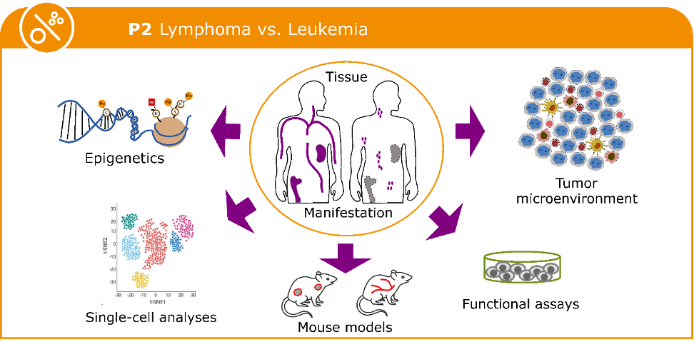P2 graphical abstract