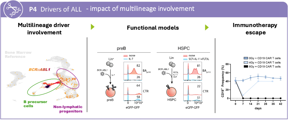 P4 graphical abstract